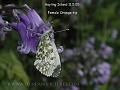 orange tip, butterfly, orange-3